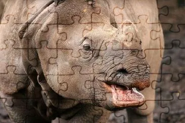 Rhinoceros jigsaw puzzle