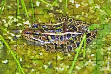 Leopard Frog jigsaw puzzle