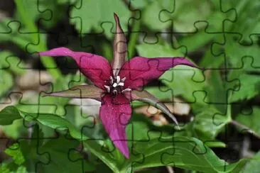 Red Trillium jigsaw puzzle