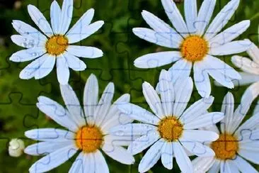 Marguerites blanches