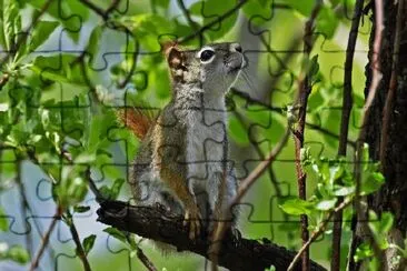 Red Squirrel jigsaw puzzle