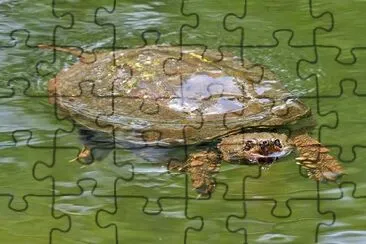 Turtle jigsaw puzzle