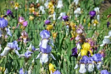 Flores de íris