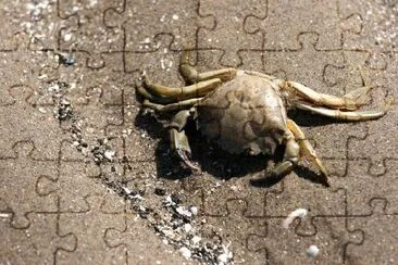 Crab on the beach jigsaw puzzle