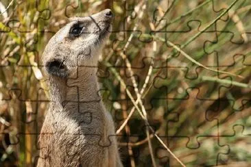 Suricate