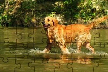 Golden Retriever in the water jigsaw puzzle