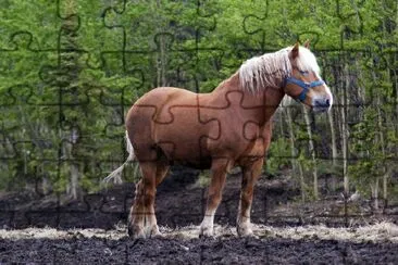 A Brown Horse jigsaw puzzle