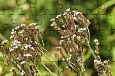 Flowers jigsaw puzzle