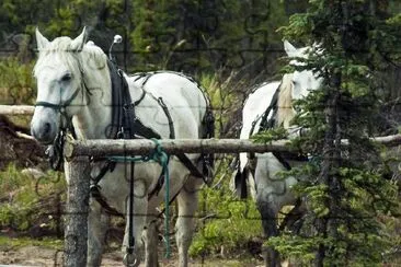 Caballos blancos