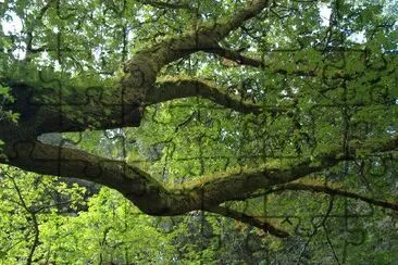 Sequoia Tree