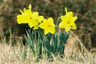 Yellow Daffodils jigsaw puzzle