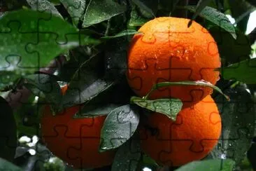 Oranges jigsaw puzzle