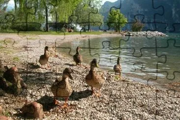 Ducks on the beach jigsaw puzzle