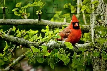 A Bird jigsaw puzzle