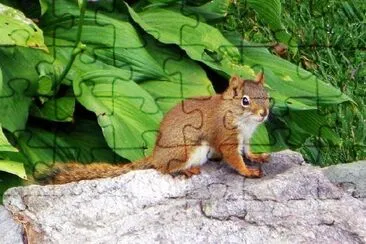 Squirrel jigsaw puzzle