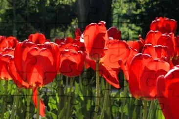 Red Tulips jigsaw puzzle