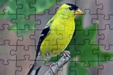 American Goldfinch Bird jigsaw puzzle