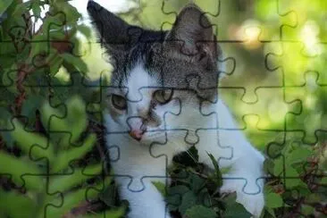 A Hiding Cat jigsaw puzzle