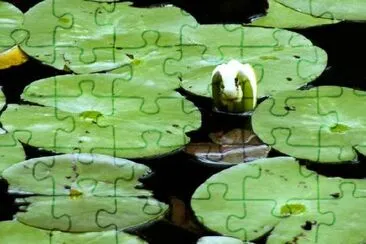 Water Lily in a Pond jigsaw puzzle