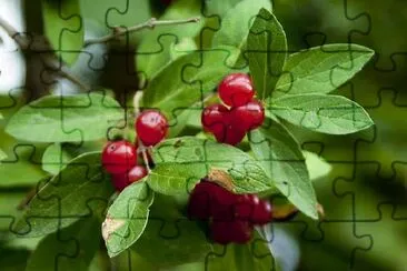 Red Berries jigsaw puzzle