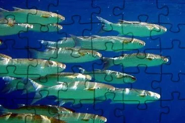 Fish jigsaw puzzle