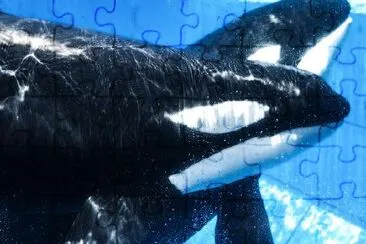 Whales jigsaw puzzle