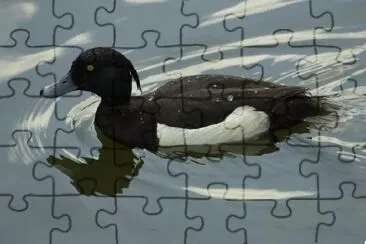 Duck swimming in the lake jigsaw puzzle