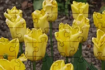 Yellow Tulips jigsaw puzzle