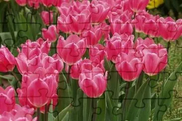 Tulipas Rosa