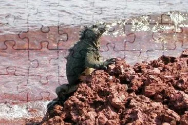 Iguana junto a la playa