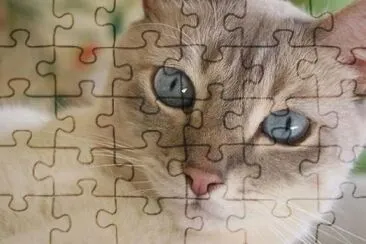 Cat looking jigsaw puzzle