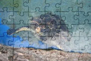 Sea Turtle in the water jigsaw puzzle