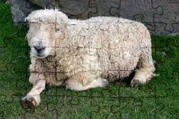 A Sheep jigsaw puzzle