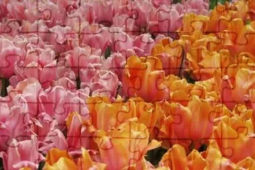 Tulipanes de colores