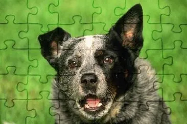 Grey Dog jigsaw puzzle