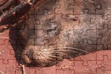 Sleeping Seal jigsaw puzzle