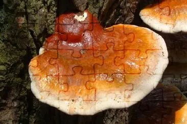 Mushroom jigsaw puzzle