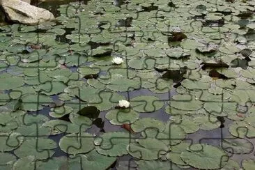 Water Lilies jigsaw puzzle