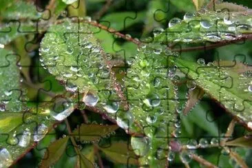 Dew jigsaw puzzle