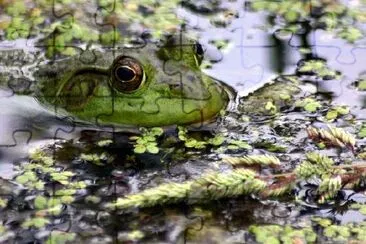 Um sapo nadando no lago