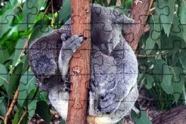 Koala bear jigsaw puzzle