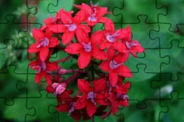 Red flowers jigsaw puzzle