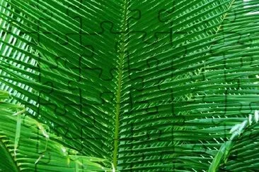 Palme