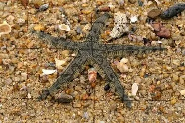 Estrella de mar