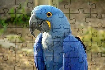 Blue Parrot jigsaw puzzle