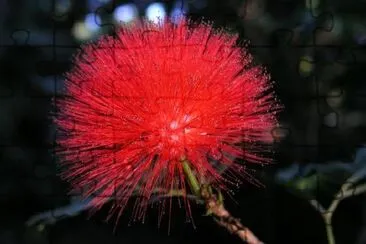 Flor tropical roja