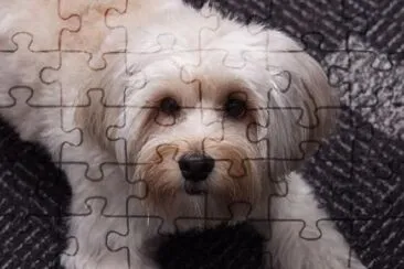 A sitting Dog jigsaw puzzle