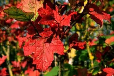 Feuilles rouges à l'automne