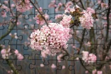 Spring blossom jigsaw puzzle