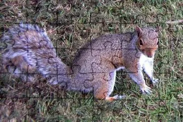 Squirrel jigsaw puzzle